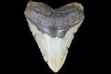 Large, Fossil Megalodon Tooth - North Carolina #75525-1